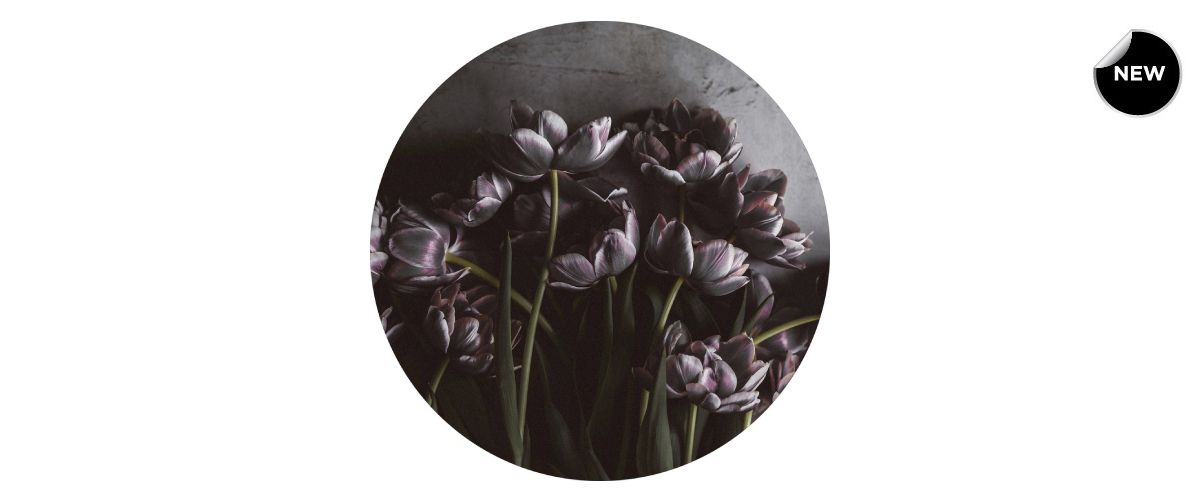 Dark tulips_front.jpg_1